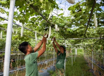 Mảng xanh trên vùng biển đảo Tây Nam của Tổ quốc