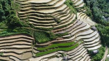 Về Hà Giang ngắm ruộng bậc thang mùa nước đổ