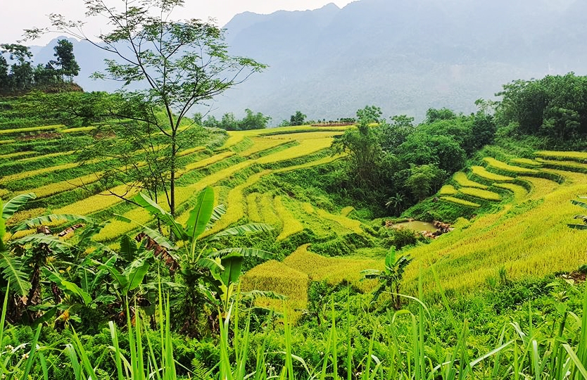 Những triền ruộng bậc thang đẹp như một bức họa