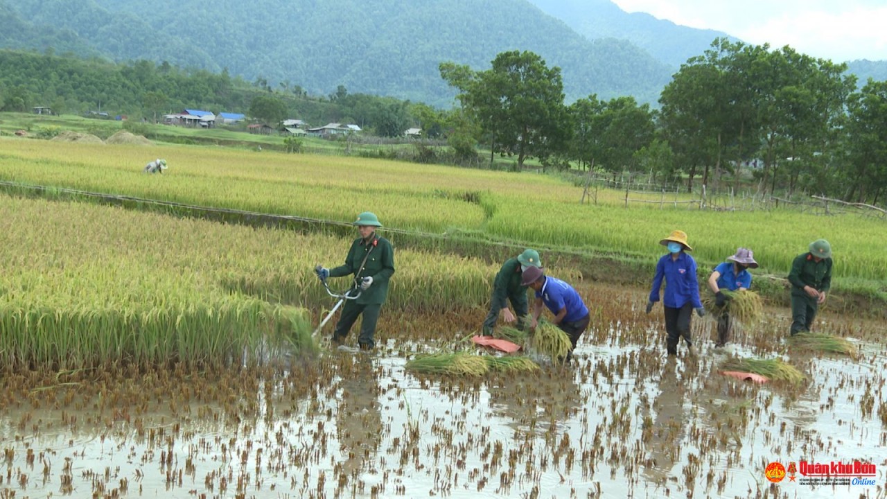 Cán bộ, chiến sĩ Biên phòng xuống bản giúp người dân vùng biên “cứu” lúa