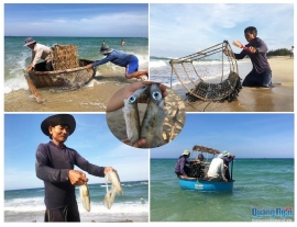 Nghề bẫy mực lá