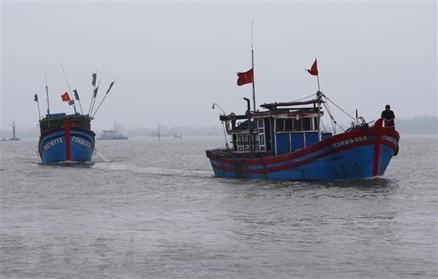 4229 tau ca viet nam