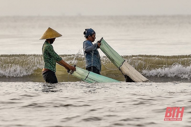 Mùa cào dắt biển Mùa cào dắt biển
