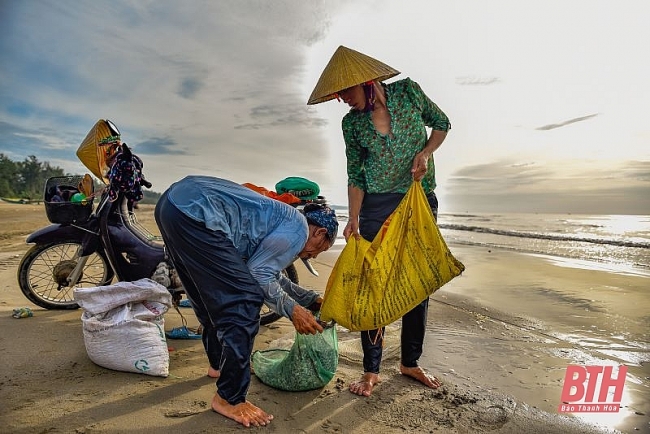 Mùa cào dắt biển Mùa cào dắt biển