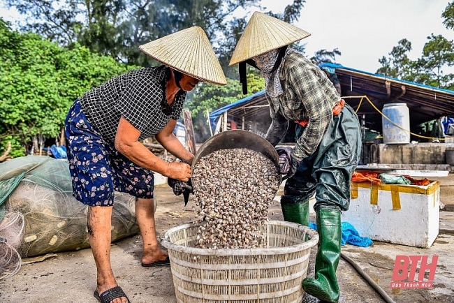 Mùa cào dắt biển Mùa cào dắt biển