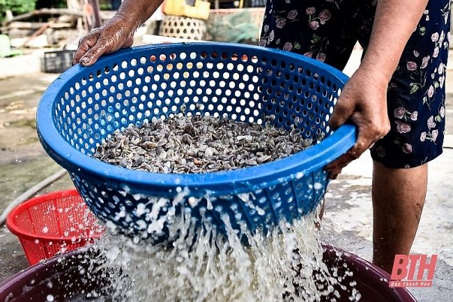 Mùa cào dắt biển Mùa cào dắt biển