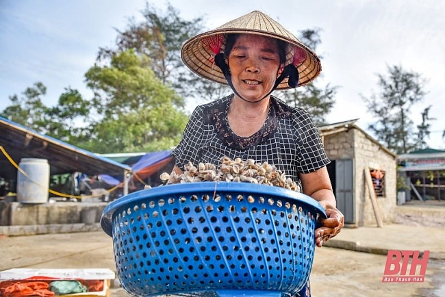 Mùa cào dắt biển Mùa cào dắt biển