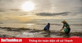 Mùa cào dắt biển