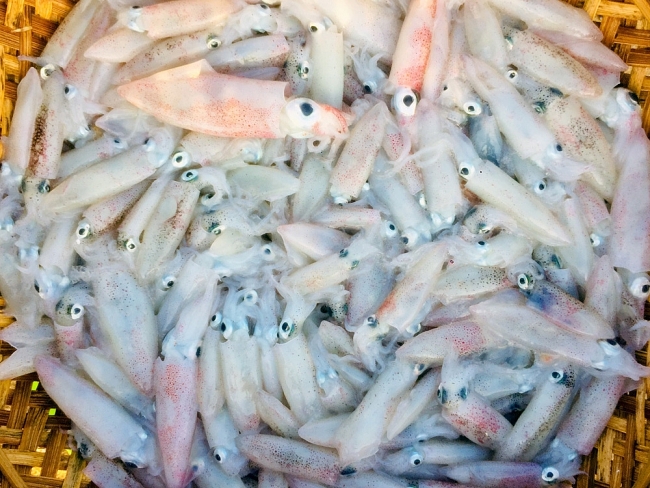 Buổi sáng yên bình trong mùa biển êm