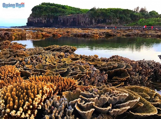 Mê mẩn với vẻ đẹp của rừng san hô lộ thiên ở Gành Yến Mãn nhãn với vẻ đẹp của rừng san hô lộ thiên