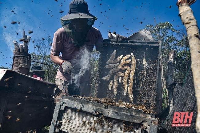 Nuôi ong dưới tán rừng sú vẹt Nuôi ong dưới tán rừng sú vẹt