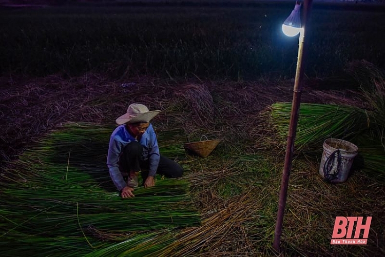 Nông dân Thanh Hóa chong đèn thu hoạch cói để tránh nóng nong dan thanh hoa chong den thu hoach coi de tranh nong