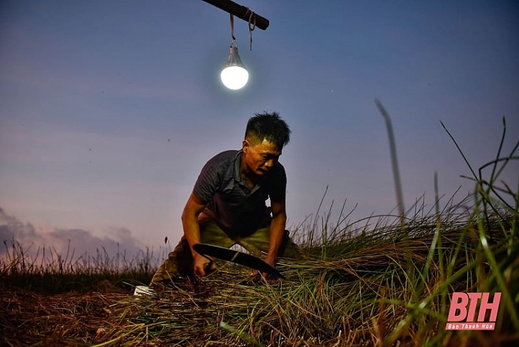Nông dân Thanh Hóa chong đèn thu hoạch cói để tránh nóng nong dan thanh hoa chong den thu hoach coi de tranh nong
