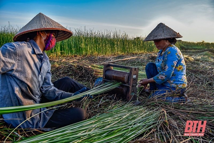 Nông dân Thanh Hóa chong đèn thu hoạch cói để tránh nóng nong dan thanh hoa chong den thu hoach coi de tranh nong