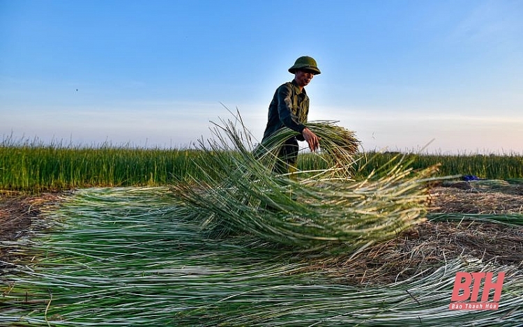 Nông dân Thanh Hóa chong đèn thu hoạch cói để tránh nóng nong dan thanh hoa chong den thu hoach coi de tranh nong