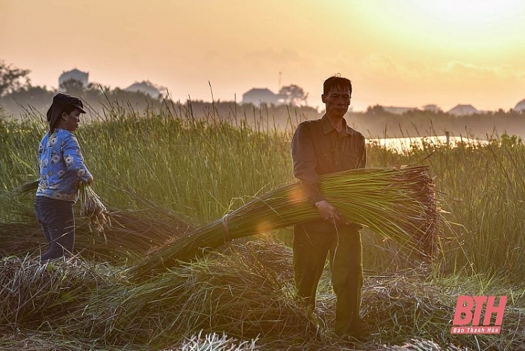 Nông dân Thanh Hóa chong đèn thu hoạch cói để tránh nóng nong dan thanh hoa chong den thu hoach coi de tranh nong