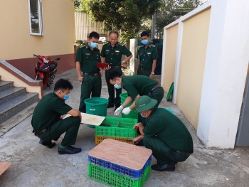 An Giang: Thu giữ 700 con cá sấu giống nhập lậu qua biên giới Campuchia vào Việt Nam