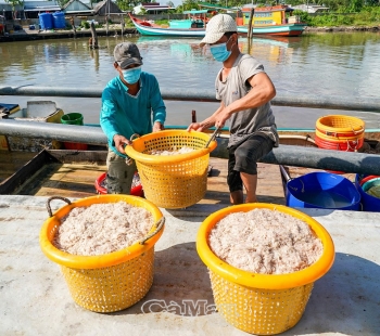 Cà Mau: Ngư dân được "lộc trời ban"