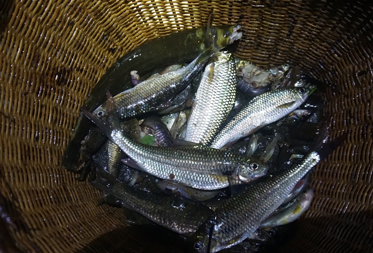 Xuyên đêm săn &quot;đặc sản&quot; nơi thượng nguồn sông Gianh