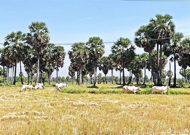 Thiêng liên đất và người huyện biên giới Tri Tôn