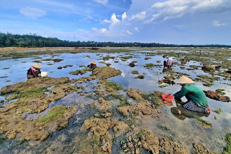 Nhọc nhằn nghề cào nghêu