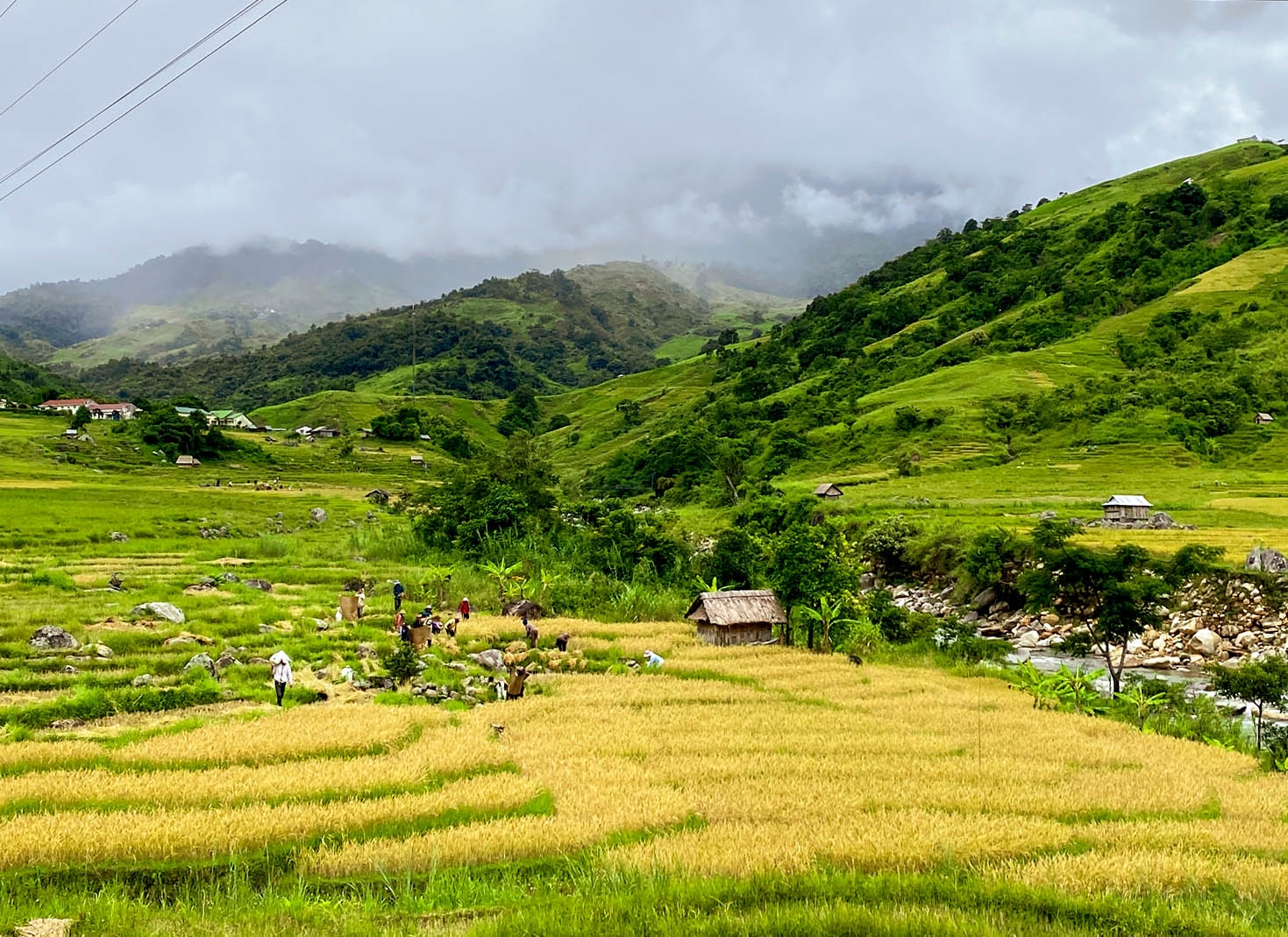 Đồng bào Xơ Đăng thu hoạch lúa