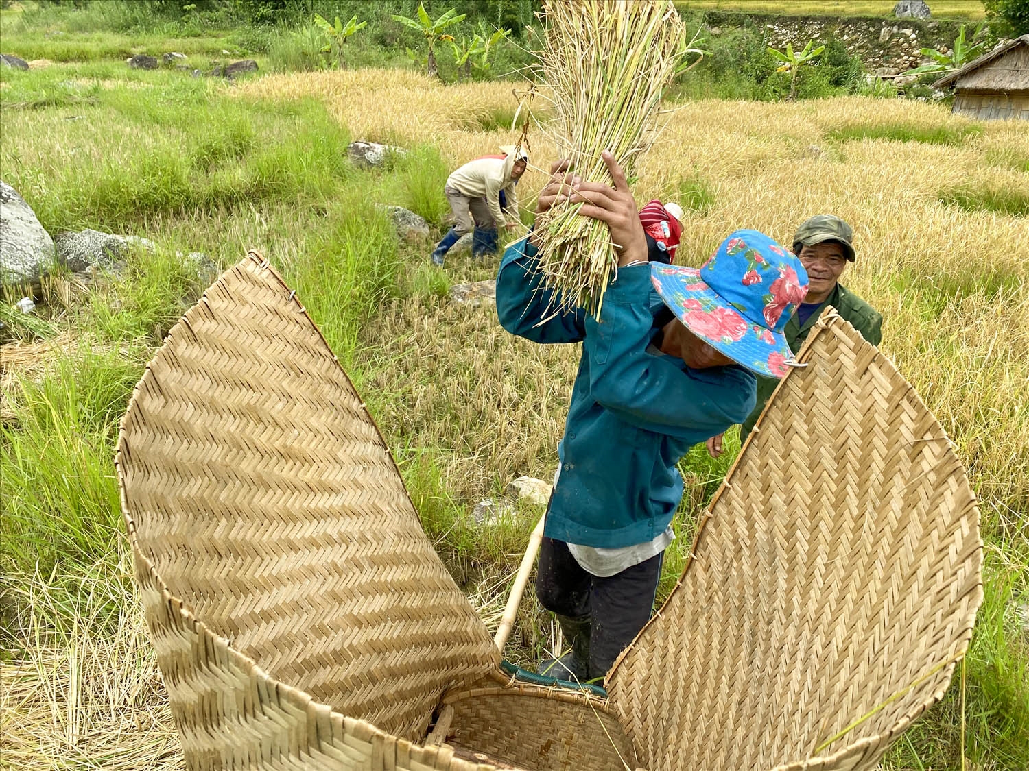 Sau khi cắt lúa song người dân đạp lúa tại ruộng để lấy hạt cất vào kho