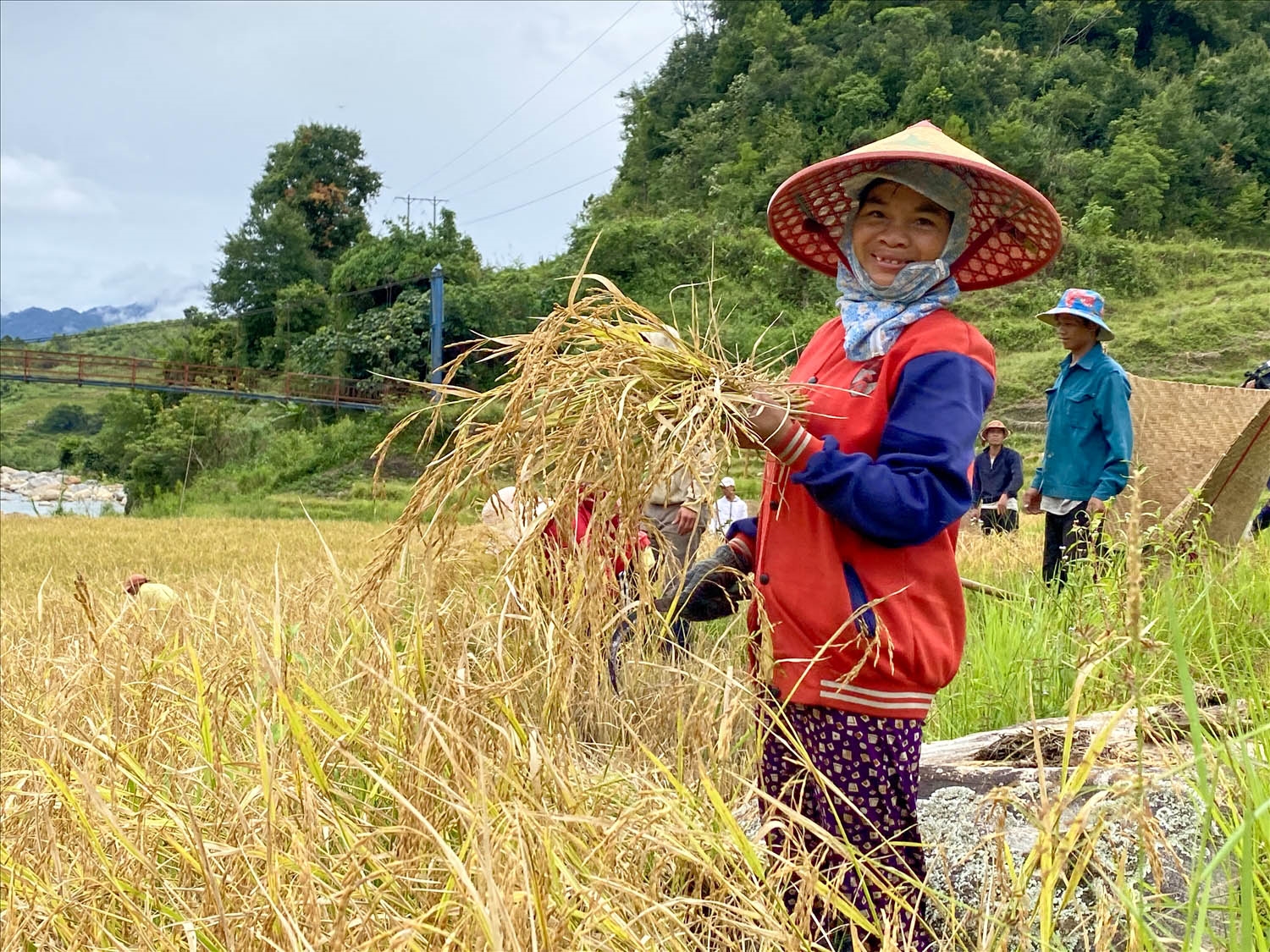 Người dân cắt lúa trên ruộng bậc thang