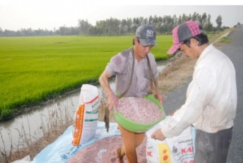 Chuyên gia thế giới đánh giá thế nào về thị trường phân bón Việt Nam?