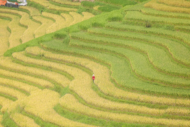 Đi săn mùa vàng ở Sa Pa - 6