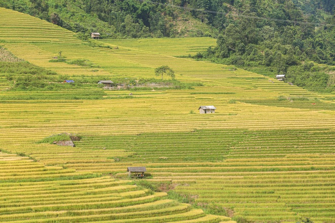 Đi săn mùa vàng ở Sa Pa - 7