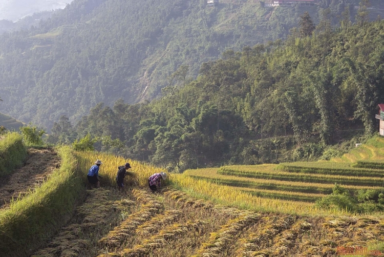 Mường Hoa mùa gặt Thơ mộng mùa lúa chín ở thung lũng Mường Hoa