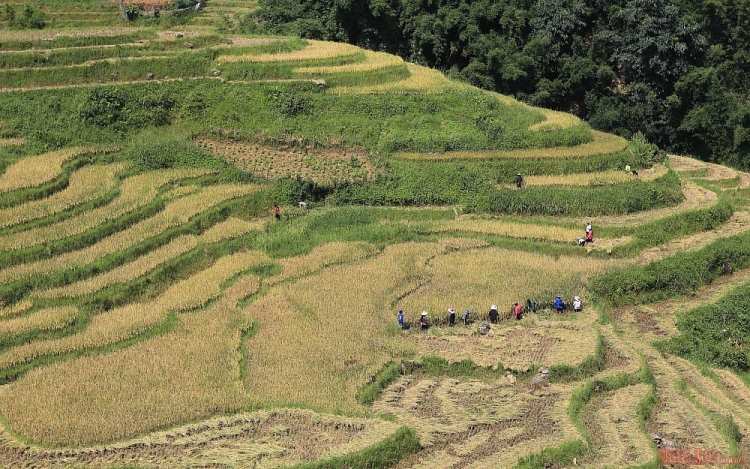 Mường Hoa mùa gặt Thơ mộng mùa lúa chín ở thung lũng Mường Hoa