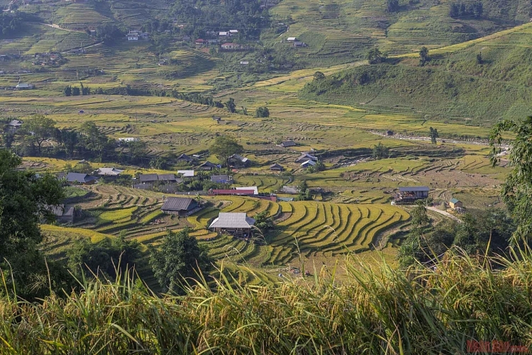 Mường Hoa mùa gặt Thơ mộng mùa lúa chín ở thung lũng Mường Hoa