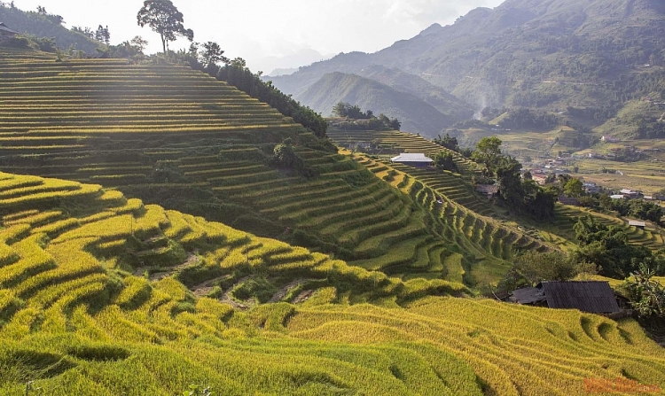 Mường Hoa mùa gặt Thơ mộng mùa lúa chín ở thung lũng Mường Hoa