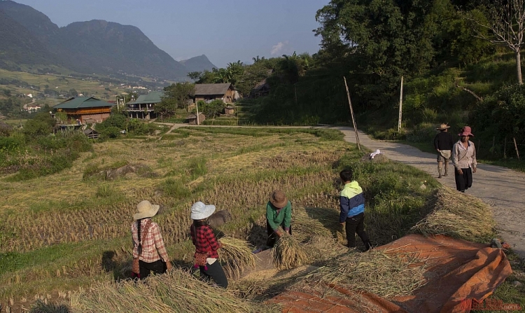 Thơ mộng mùa lúa chín ở thung lũng Mường Hoa