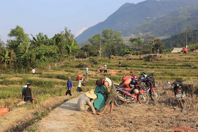 Mường Hoa mùa gặt Thơ mộng mùa lúa chín ở thung lũng Mường Hoa