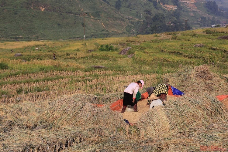 Mường Hoa mùa gặt Thơ mộng mùa lúa chín ở thung lũng Mường Hoa