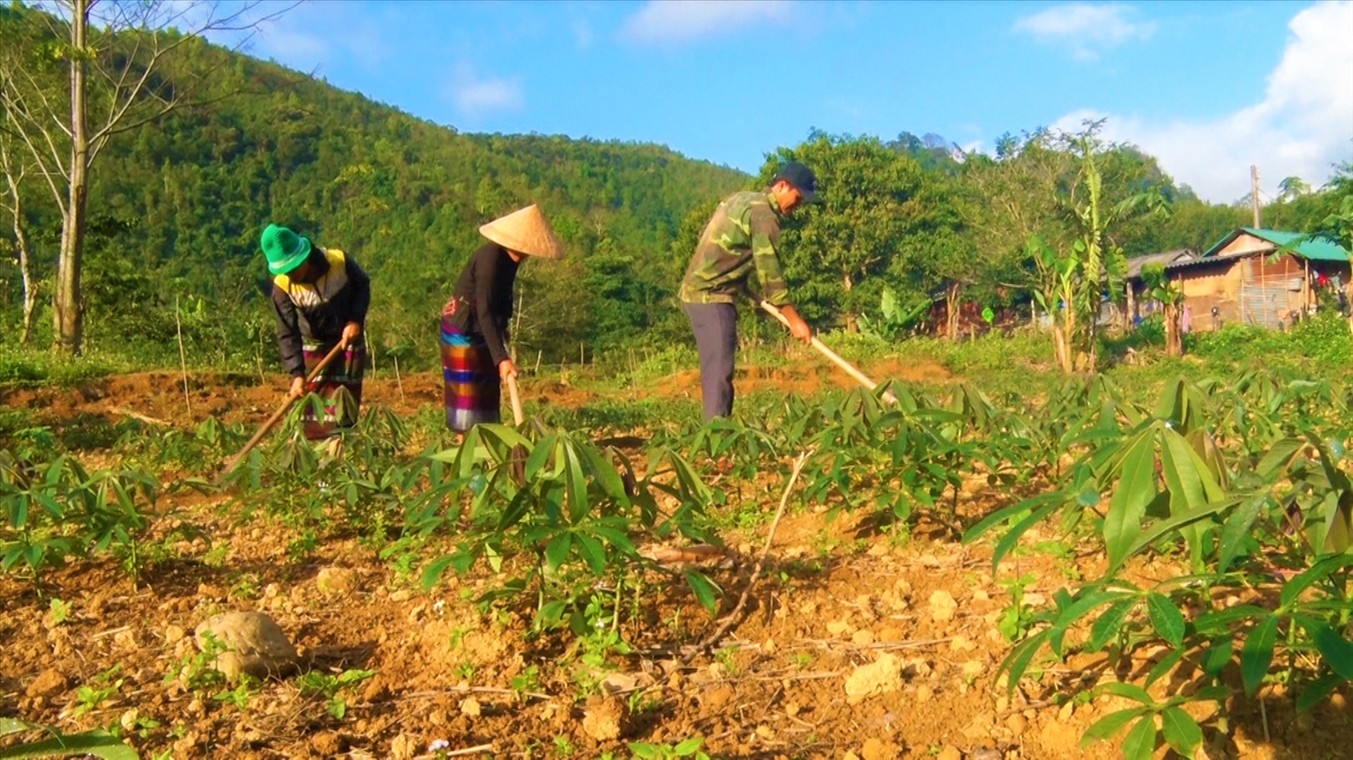 Nông dân xã Hướng Lập chăm sóc cây sắn (mì)