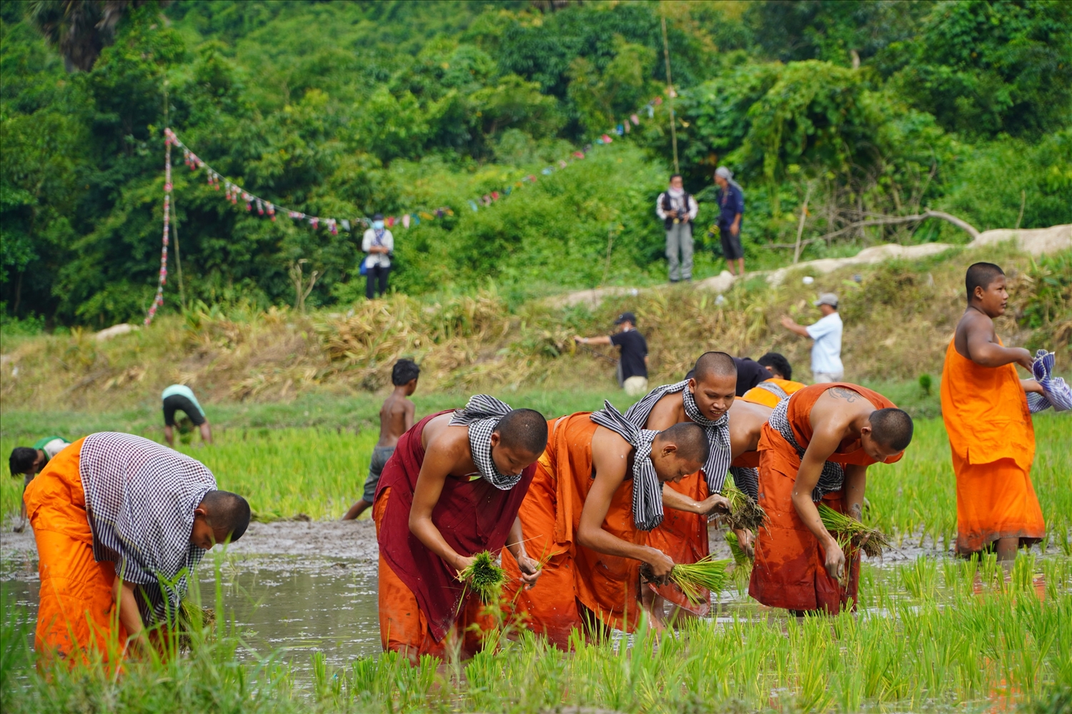 Các vị sư sãi cùng đồng bào tham gia Hội cấy lúa