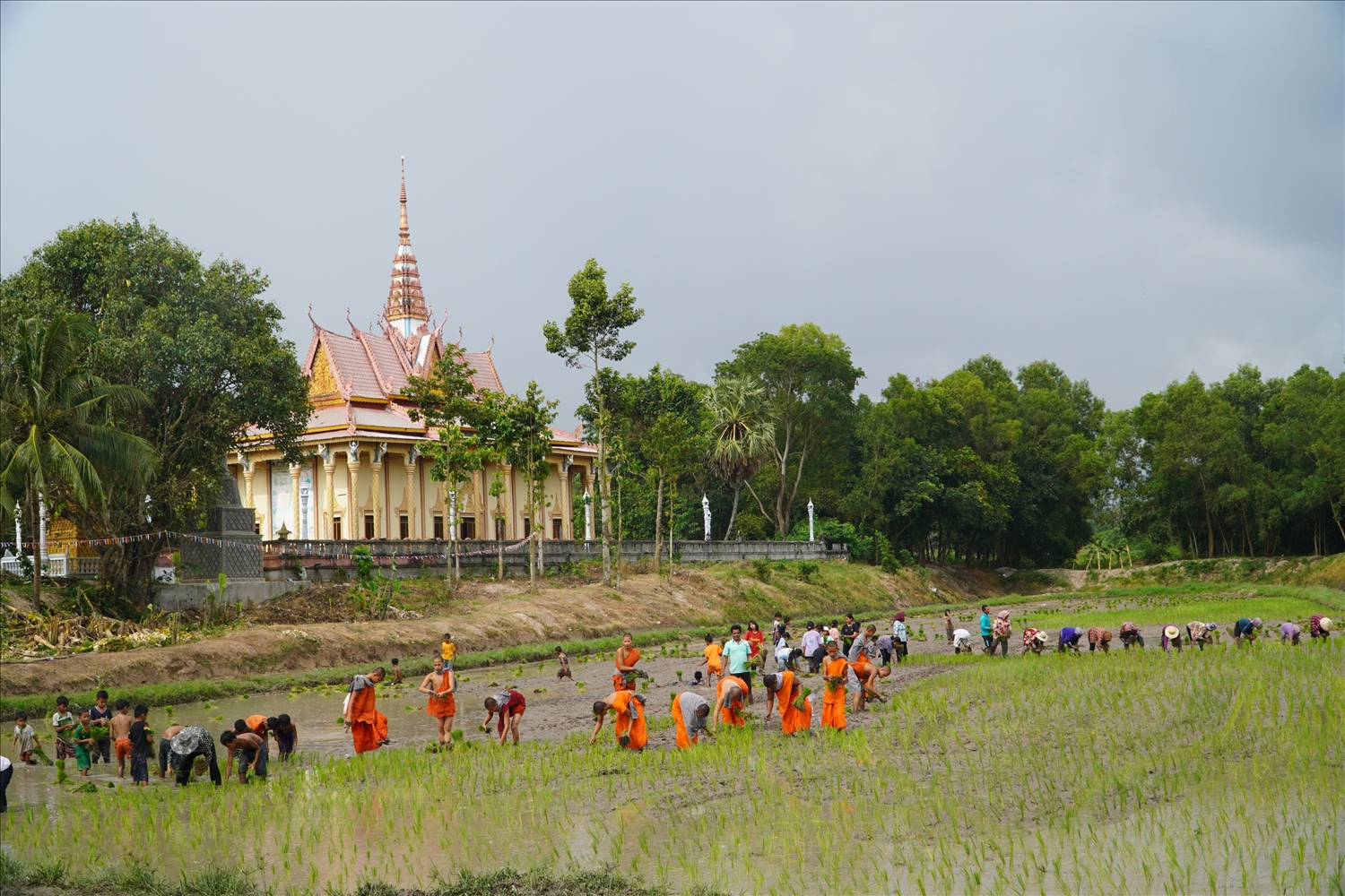 Hội cấy lúa được đông đảo đồng bào hưởng ứng