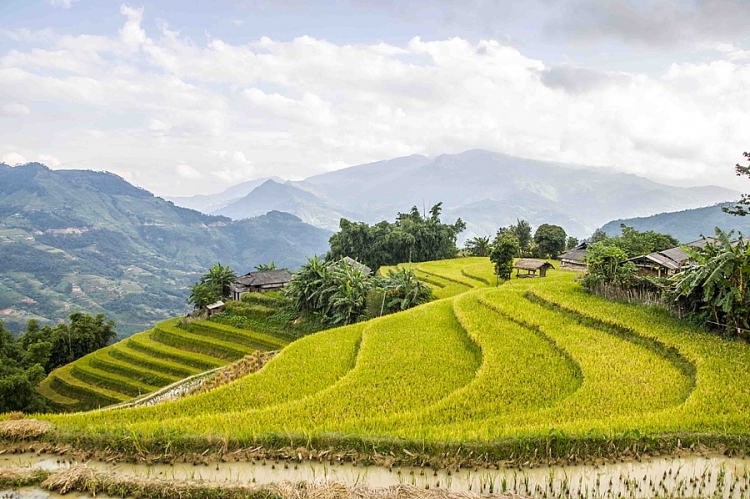 Mùa vàng ở Hà Giang vẫn đẹp trong thời điểm cuối tháng 10