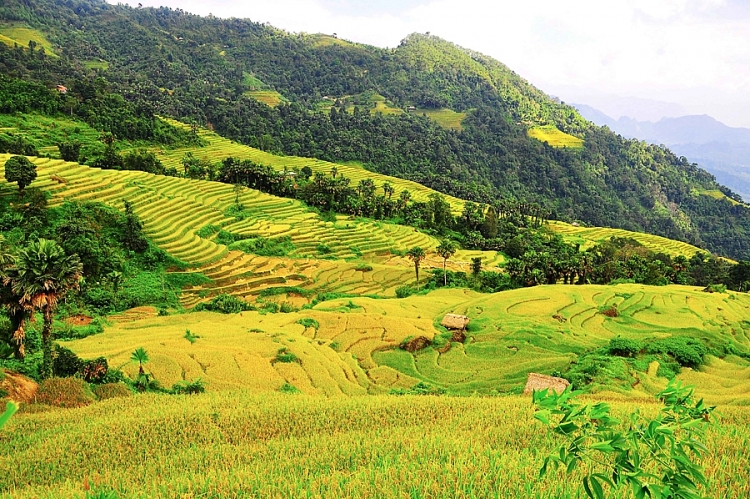 Mùa vàng ở Hà Giang vẫn đẹp trong thời điểm cuối tháng 10