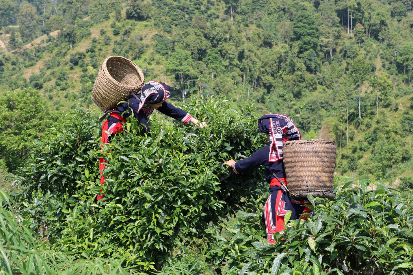 5 đặc sản không thể bỏ qua khi ghé Hà Giang mùa hoa tam giác mạch - Ảnh 5.