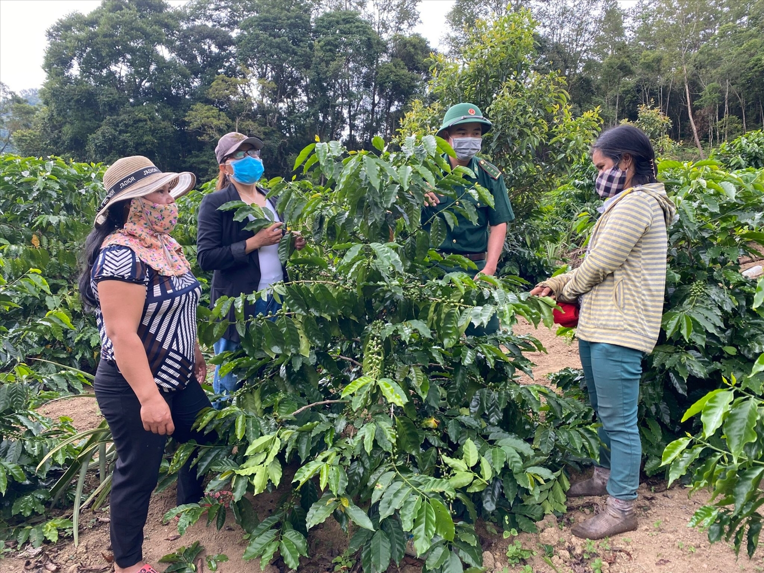 Đồng bào Gié Triêng còn trồng cà phê tăng thêm thu nhập