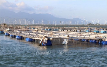 Phát triển bền vững nghề nuôi biển: Nhân rộng mô hình kinh tế xanh