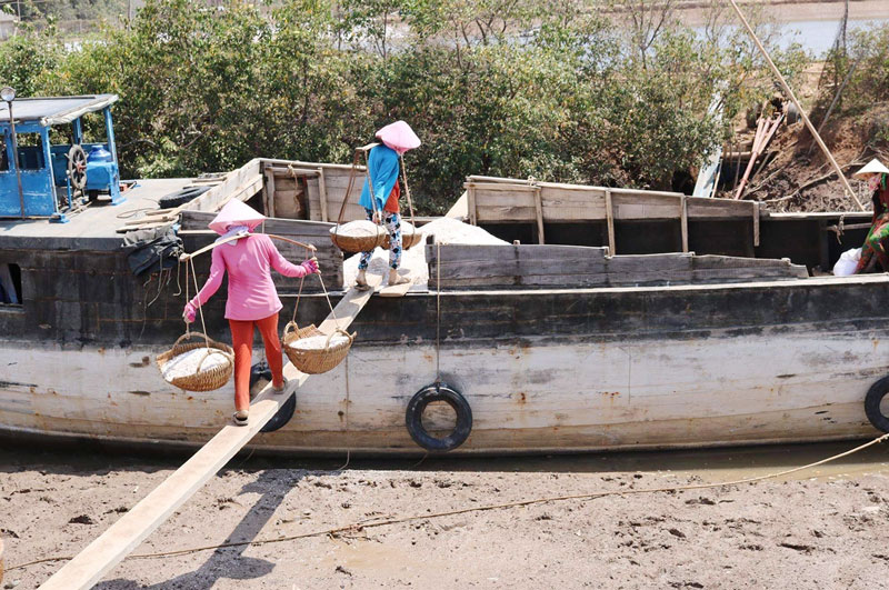 Thu hoạch muối Bảo Thuận.