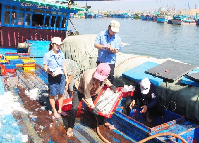 Đến mùa trăng là tàu cá đánh bắt xa bờ cập bờ nườm nượp, nhân viên các cảng cá khó lòng đảm đương công tác thực hiện các thủ tục xuất nhập cảng, kiểm soát tàu cá, giám sát sản lượng thủy sản. Ảnh: Vũ Đình Thung.