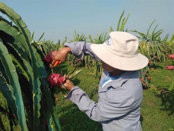 bao ho nhan hieu viet o nuoc ngoai khang dinh vi the canh tranh