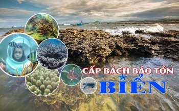 Cấp bách bảo tồn biển Việt Nam